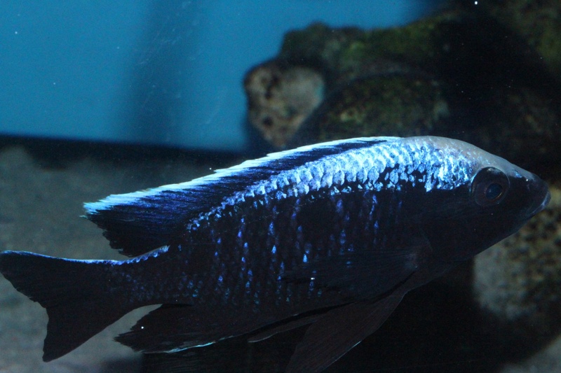 Copadichromis trewavasae 'Chizumulu Island'